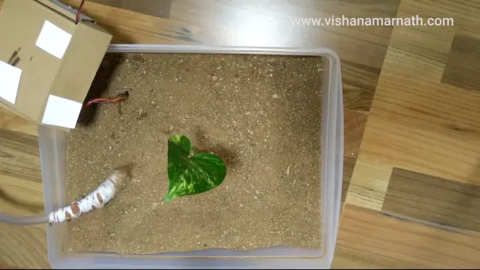 Sub-surface irrigation test with a plant in soil